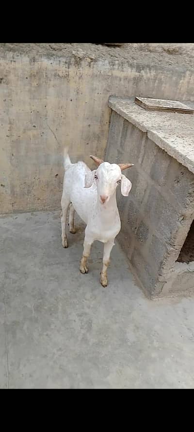 Quality Gulabi Tapra Bakra Male