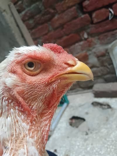 Aseel Rooster – Japanese Shamo x Heeri Cross – 9 Months