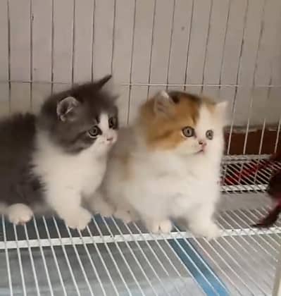 Persian kitten triple Qout. for. . sale my WhatsApp03493731440
