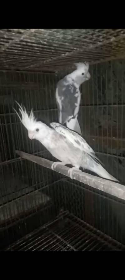 all cocktail breeder Pair with chikcs available eno pal vpaid