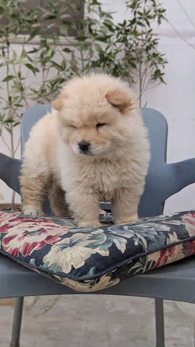 Chow chow puppies 92@313*9363417