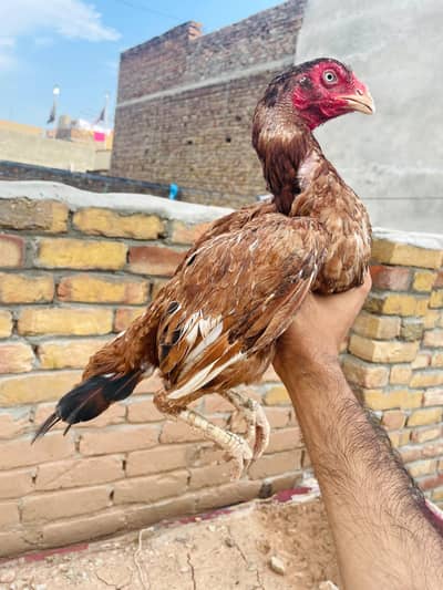 Peeli Aseel miawali