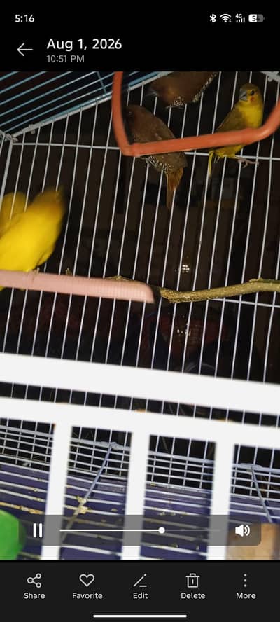 spice Finch
