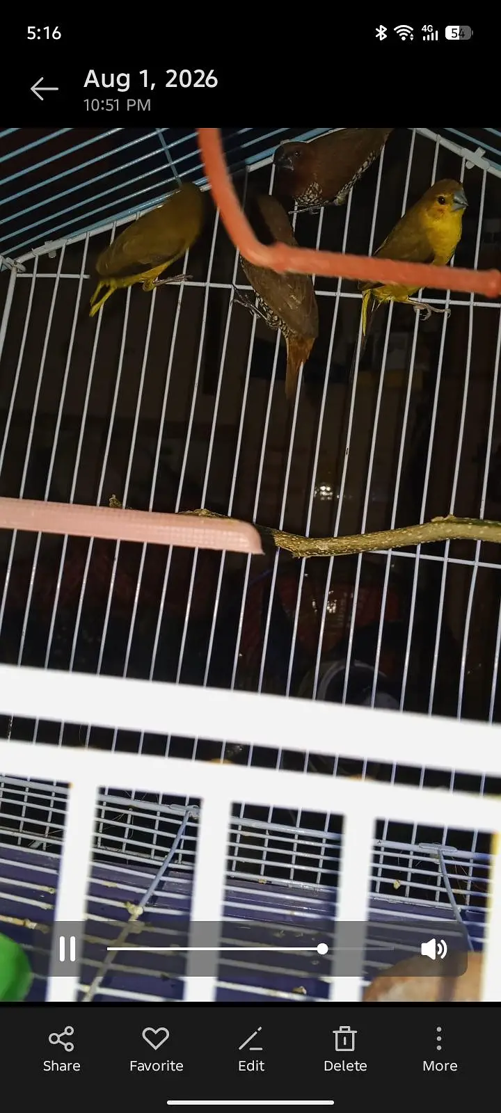 spice Finch — photo 3