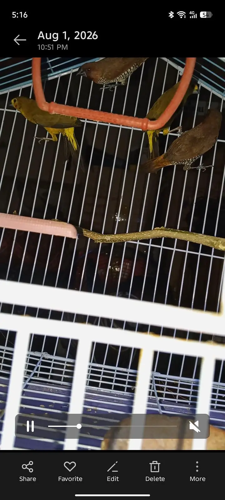 spice Finch — photo 4