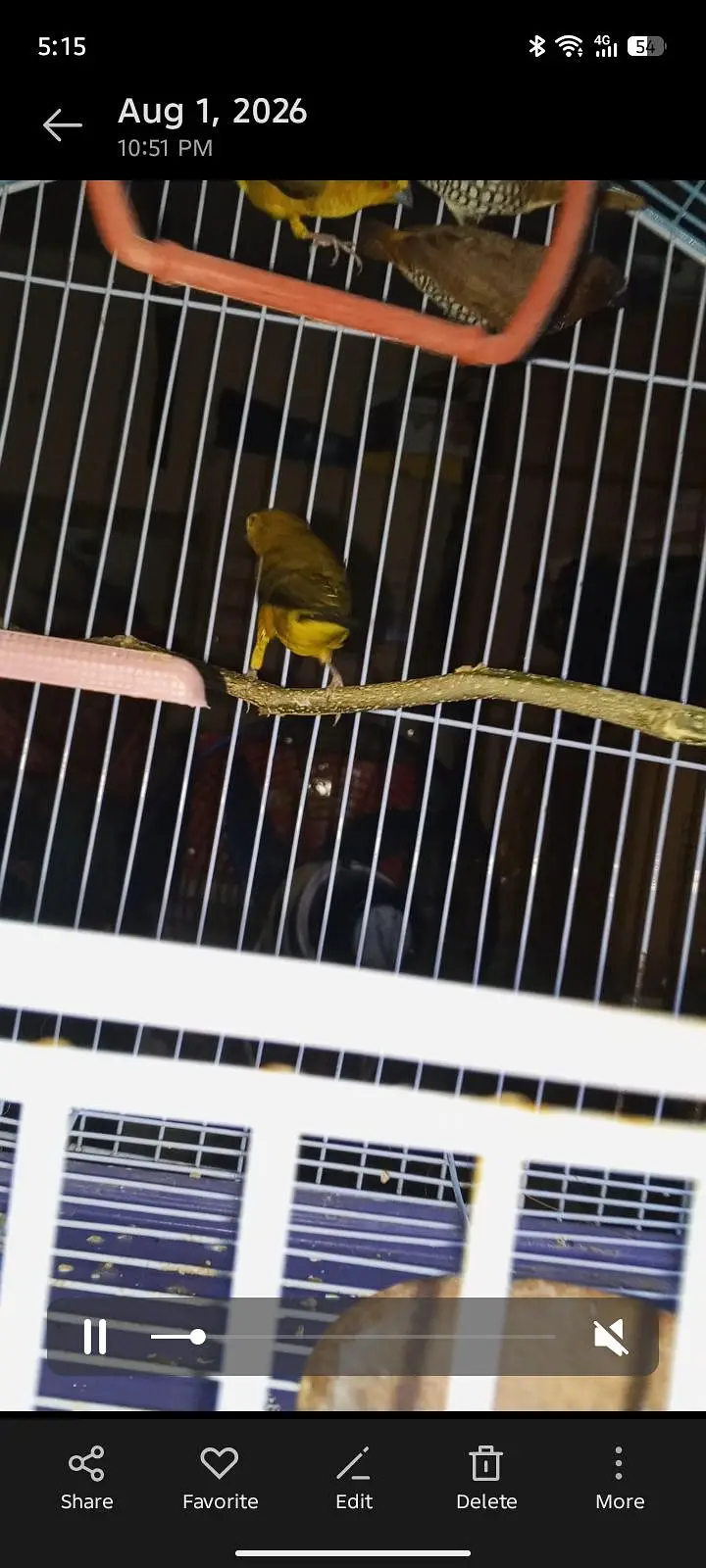 spice Finch — photo 5