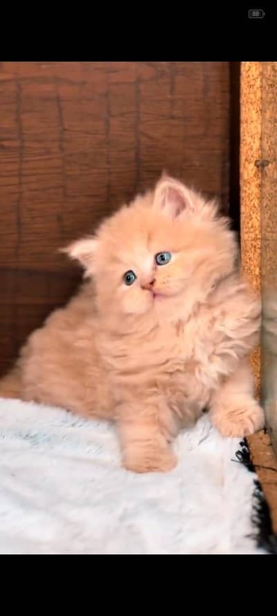 Quality Persian Punchface cat & kitten. moreWhatsApp 03704602354