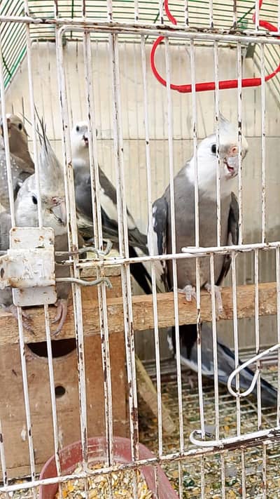 cocktail white face for sale