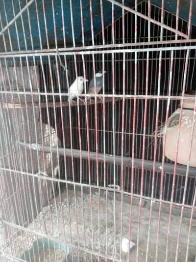Healthy jawa birds pair sale . Breeding pair. healthy & Active