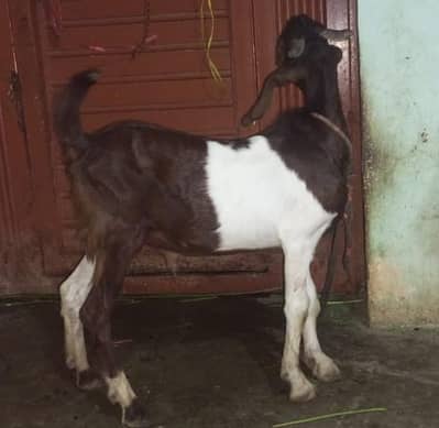 urgent sale  35k  Patel cross