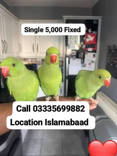 Single 5000 Fixed Hand Tamed Green Ring Neck Parrots Male/Female