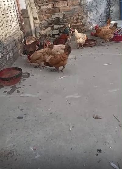 Desi and aseel hens