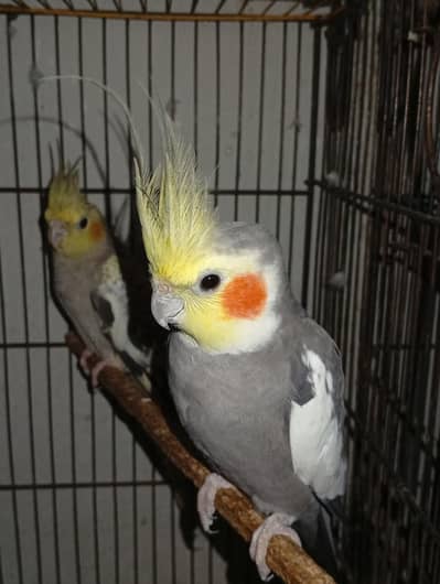 Cocktail Adult Pair Cockatiel Grey Cinnamon Pearl Gray