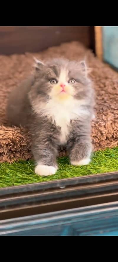 Quality Persian Punchface cat & kitten. moreWhatsApp 03704602354
