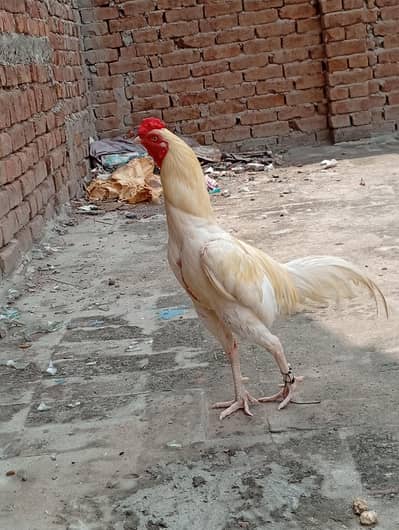 Aseel Heera murga Aseel Heera murgi