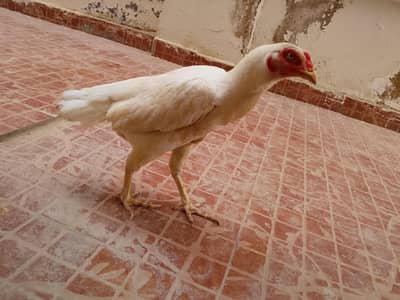 Heera Aseel female for sale