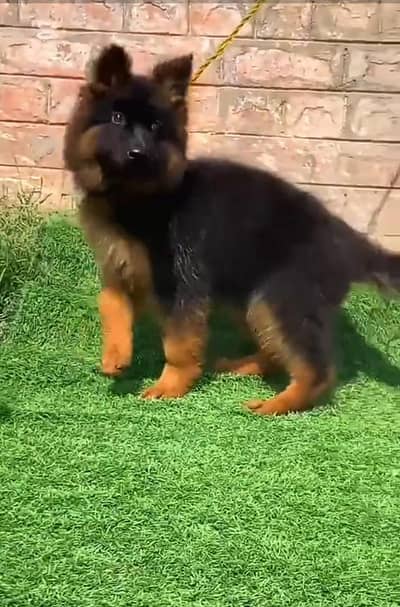 German Shepherd puppies long cot for sale my WhatsApp. 03493731440