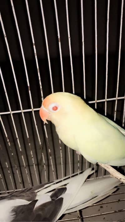carimno love bird male red eyes half tame pigeons and tame bujies