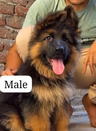 German Shepherd puppies long cot for sale my WhatsApp. 03493731440