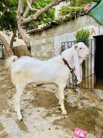 Pure gulabi bakra healthy and active