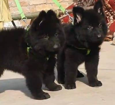 German Shepherd puppies long cot for sale my WhatsApp. 03493731440