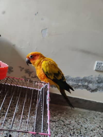 very lovely parrot