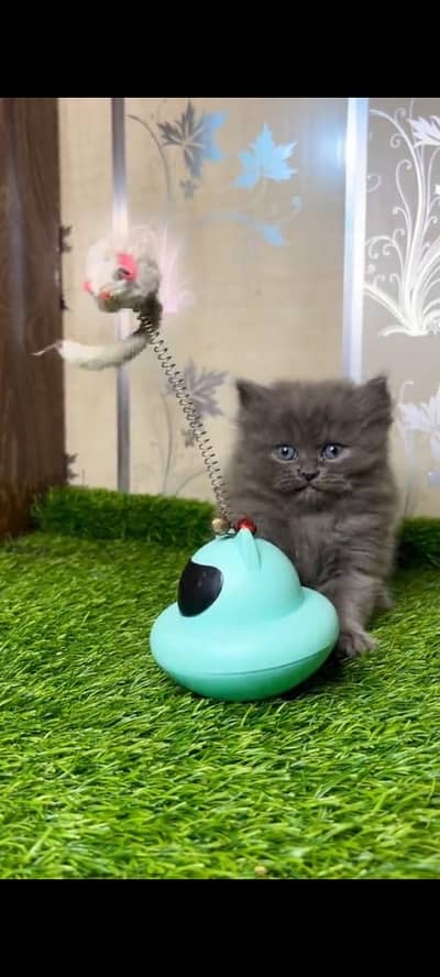 Quality Persian cat & Kittens. Male & female 03704602354. whatsapp