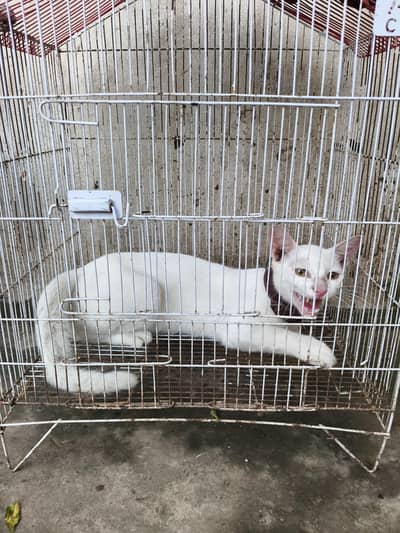 white cat for Sale