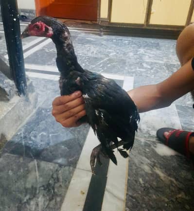 aessl Thai  beautiful hen male clr black best quality
