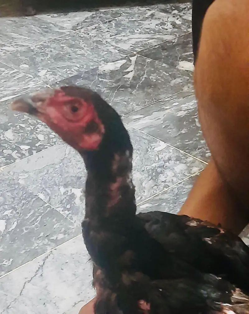 aessl Thai  beautiful hen male clr black best quality — photo 2