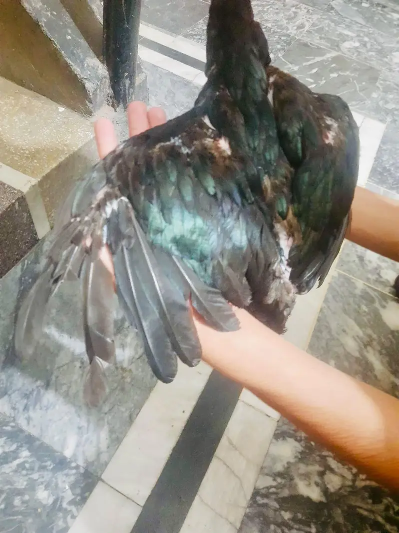 aessl Thai  beautiful hen male clr black best quality — photo 5