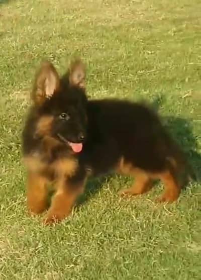 German Shepherd puppies long cot for sale my WhatsApp. 03493731440