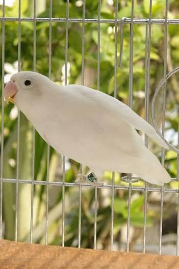 beautiful birds for children