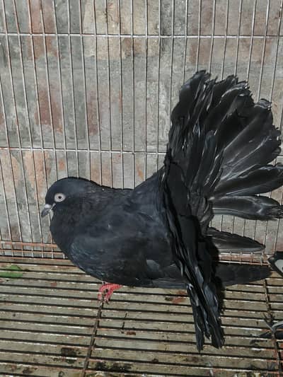 fantail black colour male available for sale
