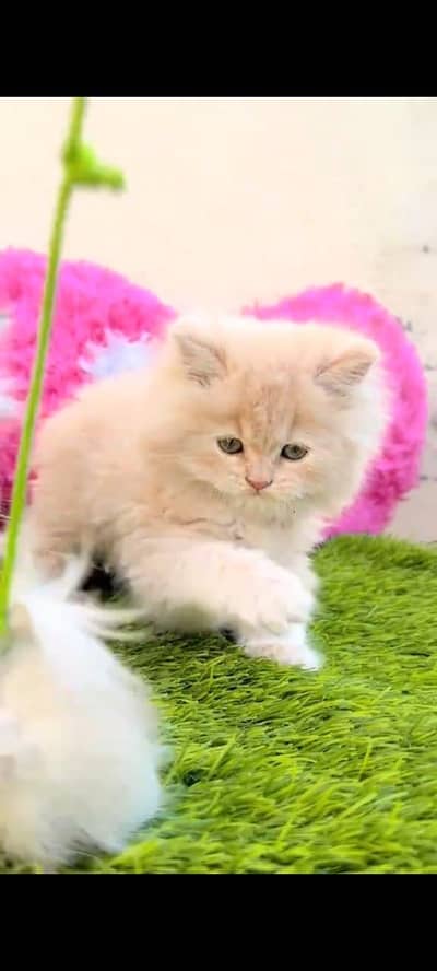 Quality Persian cat & Kittens. Male & female 03704602354. whatsapp