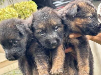 German shepherd | puppies | German shepherd puppies for sal