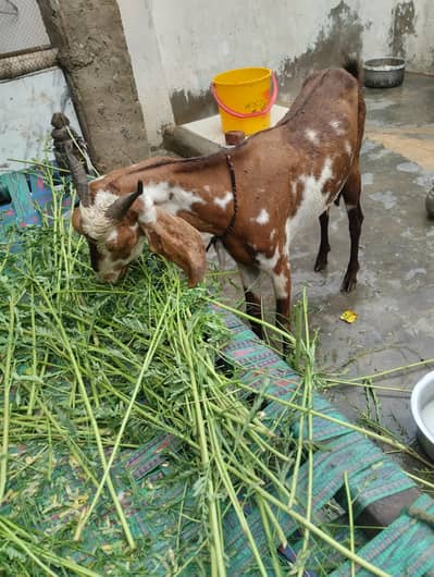 bakri doodh wali