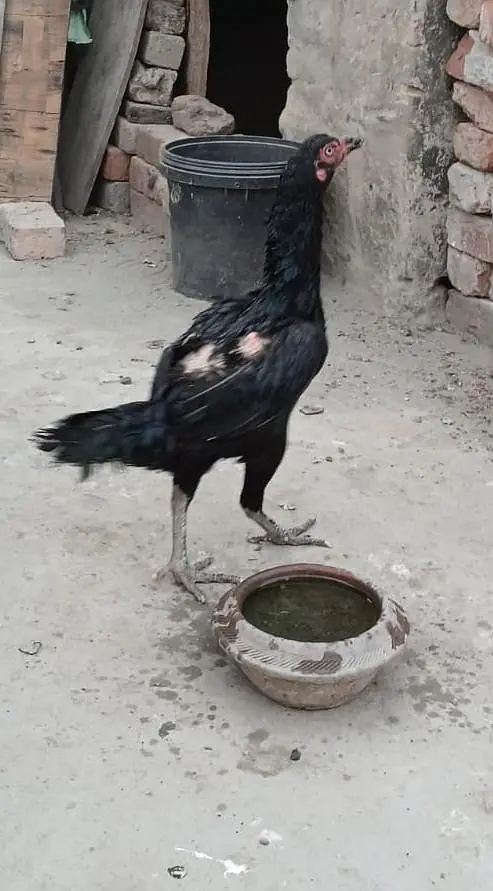 Aseel Mianwali Black Pair — photo 2