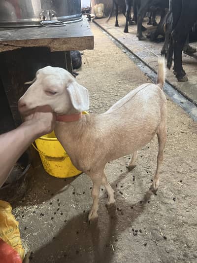 Tedi  Bakri for sel