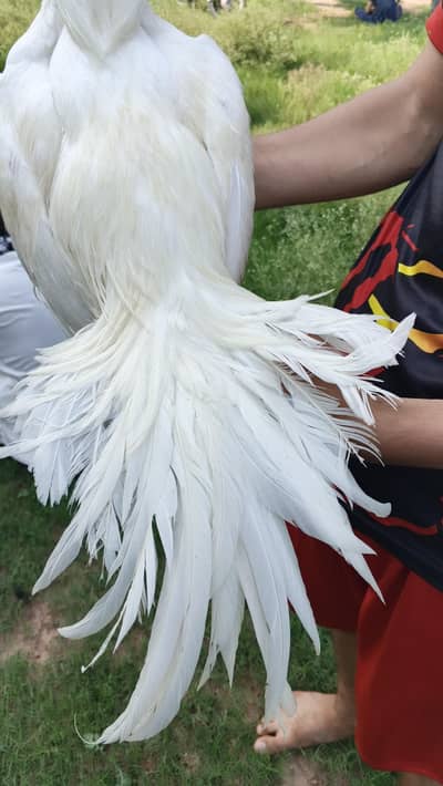 Pure paper white Heera male
