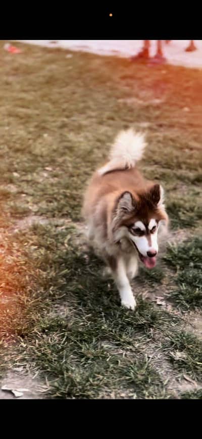 Huski female age 7 months