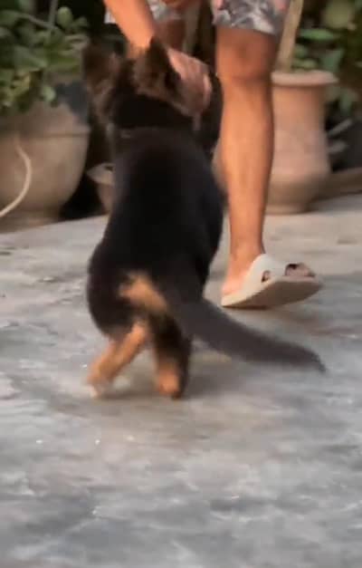 German Shepherd puppies long cot for sale my WhatsApp. 03493731440