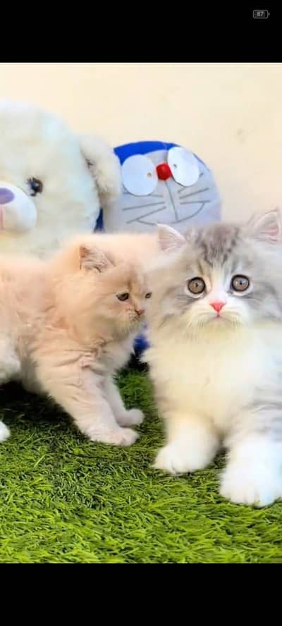 Quality Persian Punchface cat & kitten. moreWhatsApp 03704602354