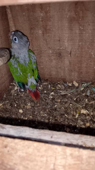 Green chick  conure