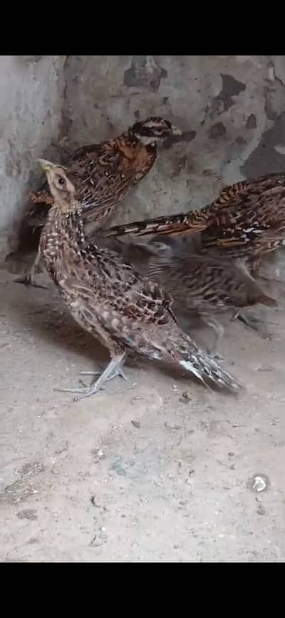 Reeves and swinhoes breeder and pathay