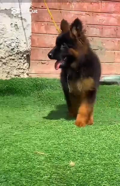 German Shepherd puppies long cot for sale my WhatsApp. 03493731440