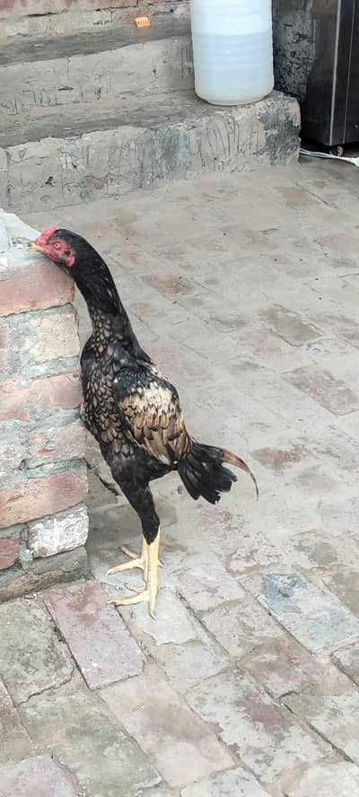 pakistani aseel