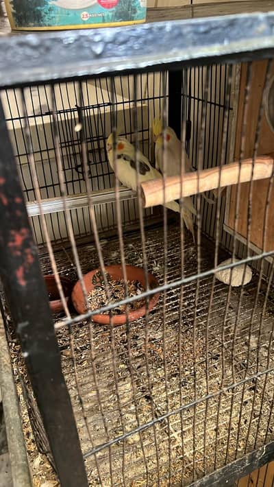 urgent sale parrot  2 pair with pinjra