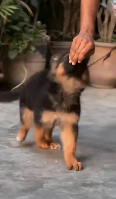 German Shepherd puppies long cot for sale my WhatsApp. 03493731440