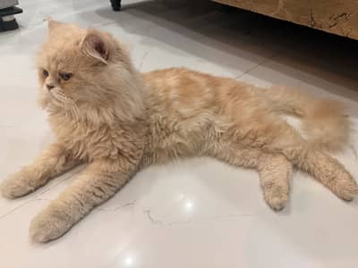 Male persian cat for adoption
